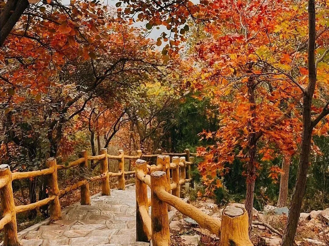 Visita el Parque Forestal Nacional de Beigong para apreciar las hojas rojas