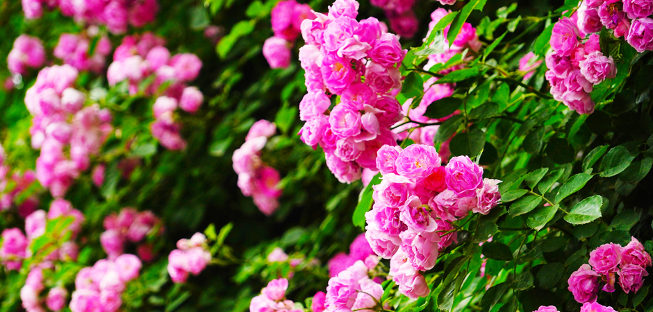 “五月顶流”蔷薇花已达颜值巅峰！千米花墙“一头扎进浪漫”
