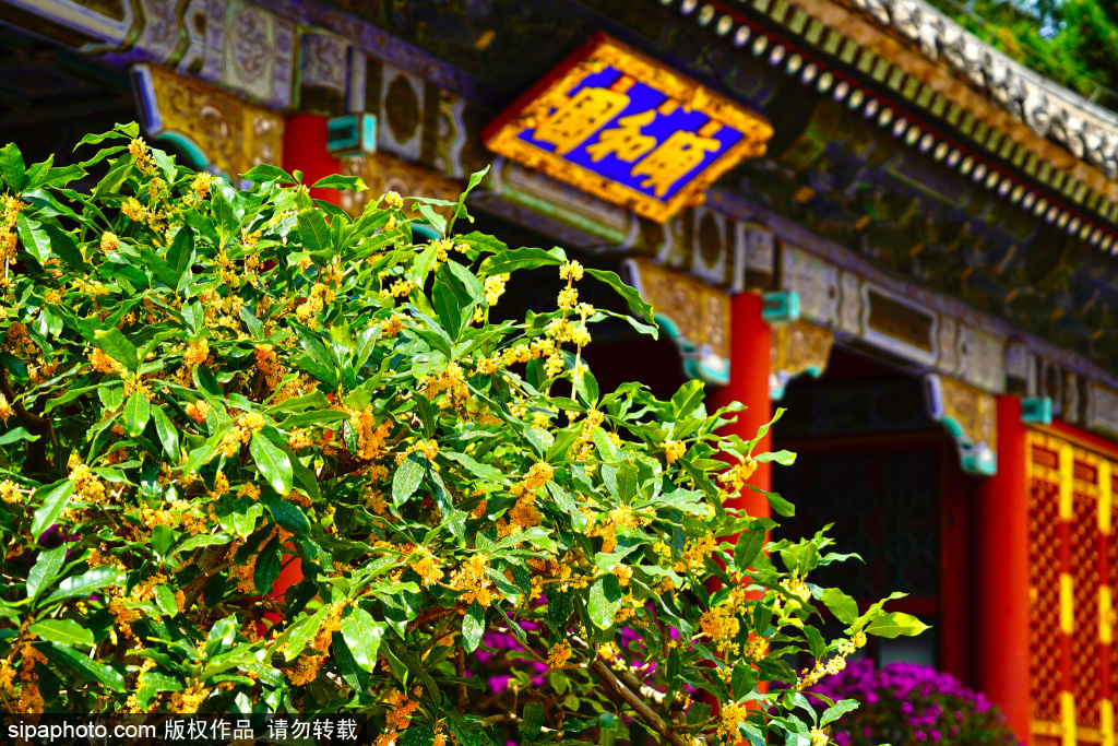 頤和園桂花盛開 與皇家建筑相映成趣