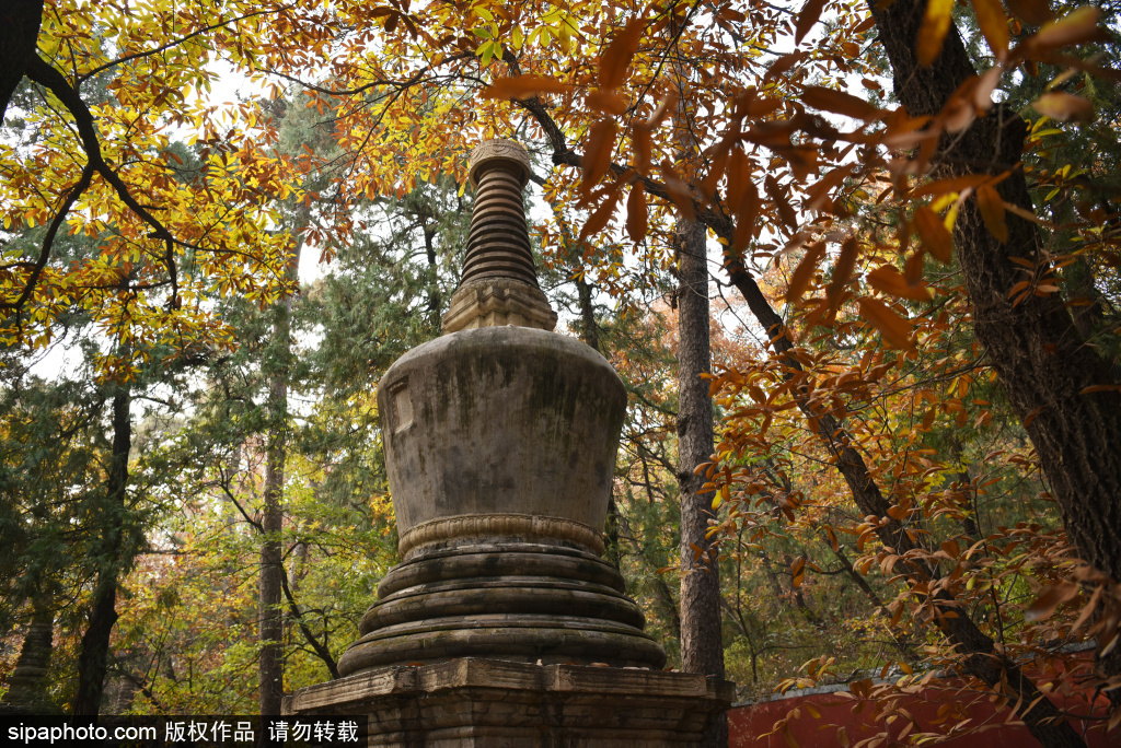 门头沟：千年潭柘寺塔林秋意浓