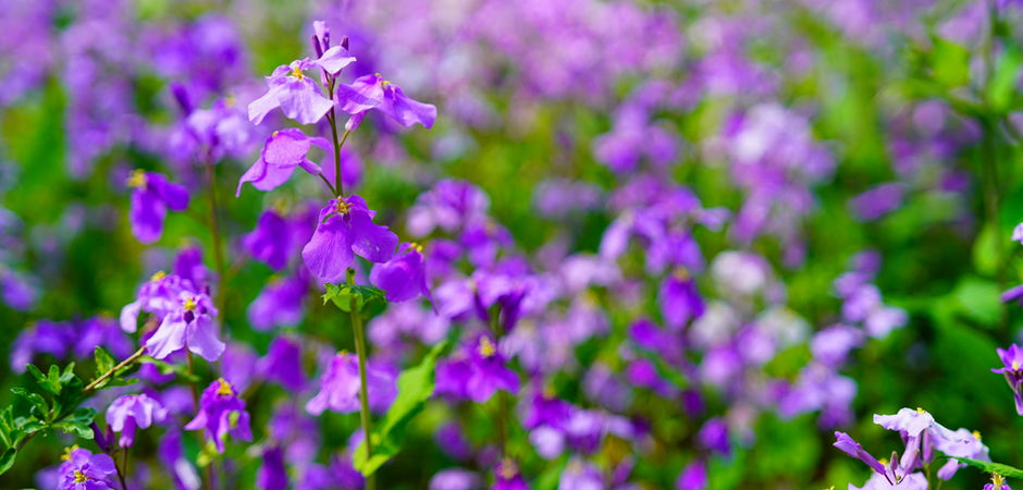春日梦幻“紫色花毯”，就在这些公园——