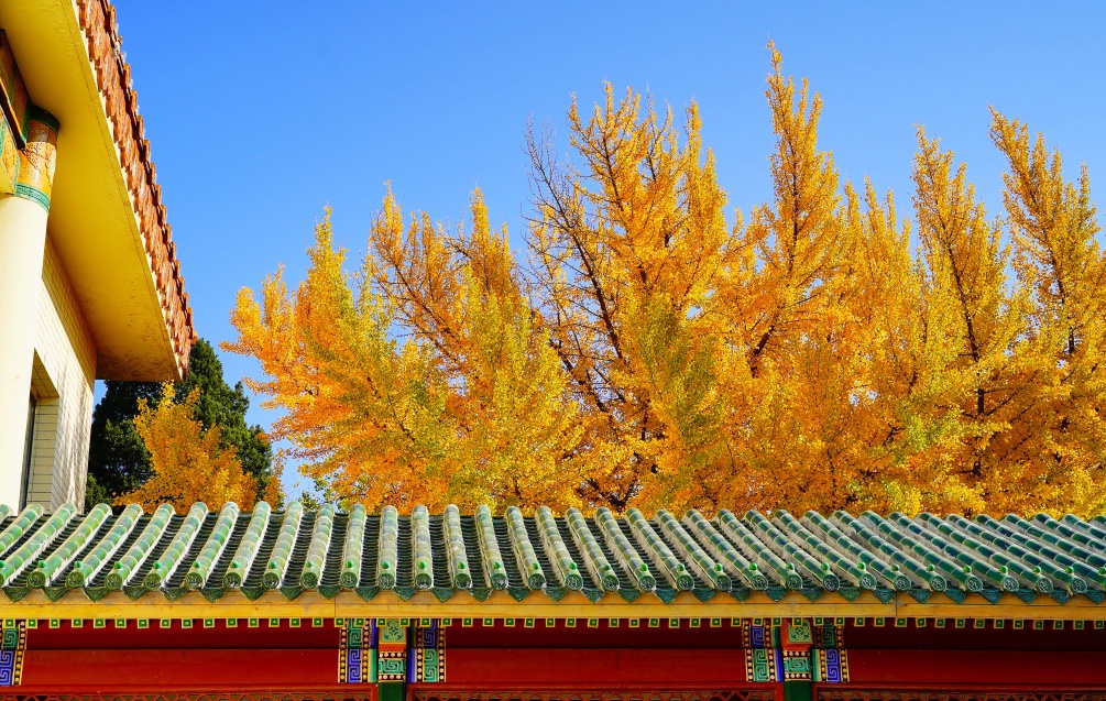 Beijing : Ginkgos Dorés Résistent à l'Hiver, Point de Repère Photo !