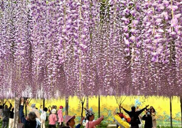 紫藤花瀑带来紫色浪漫，玉渊潭公园春花接力绽放