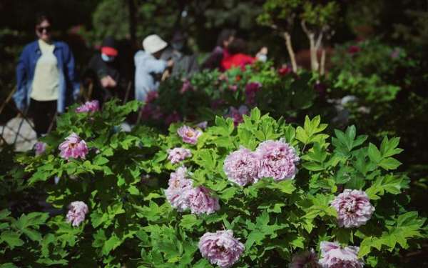 景山公园牡丹迎来盛花期，今年增加稀有绿色系、黑色系牡丹