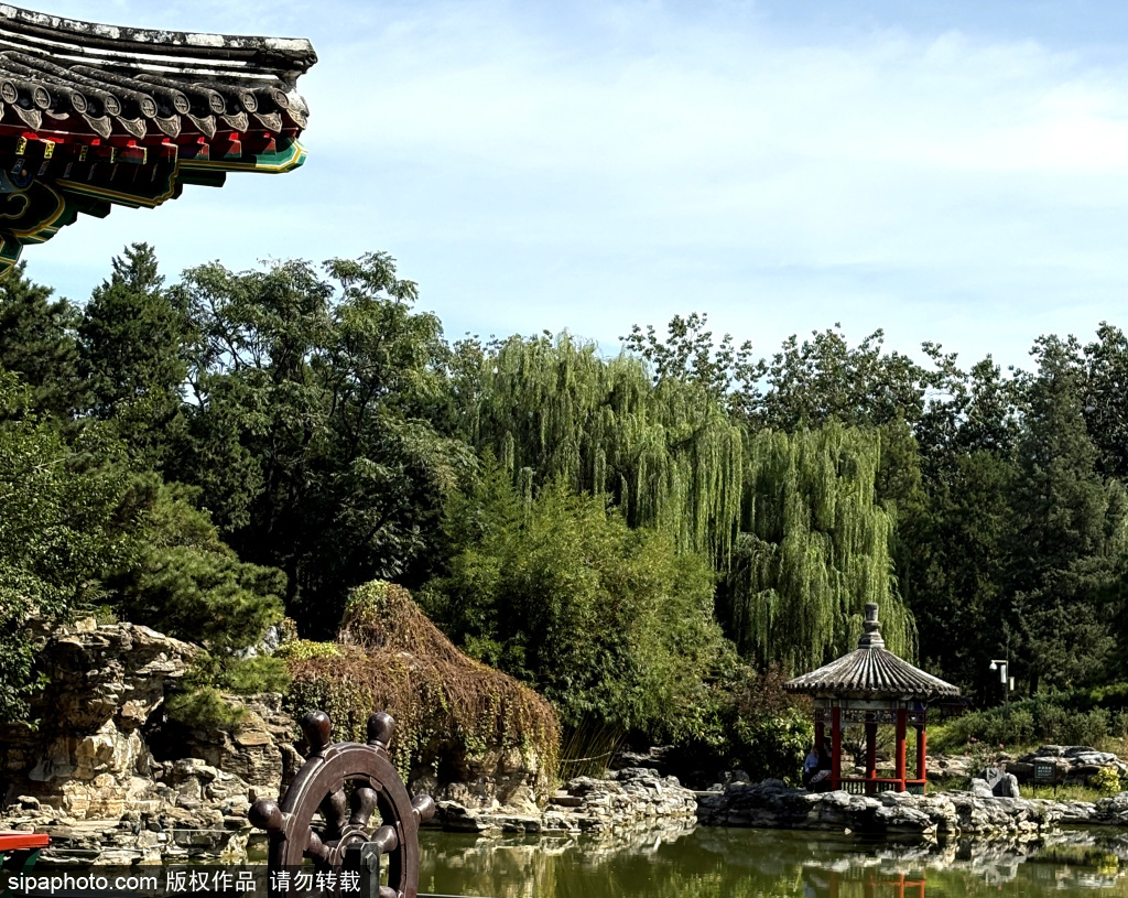 日壇公園菊花展上線