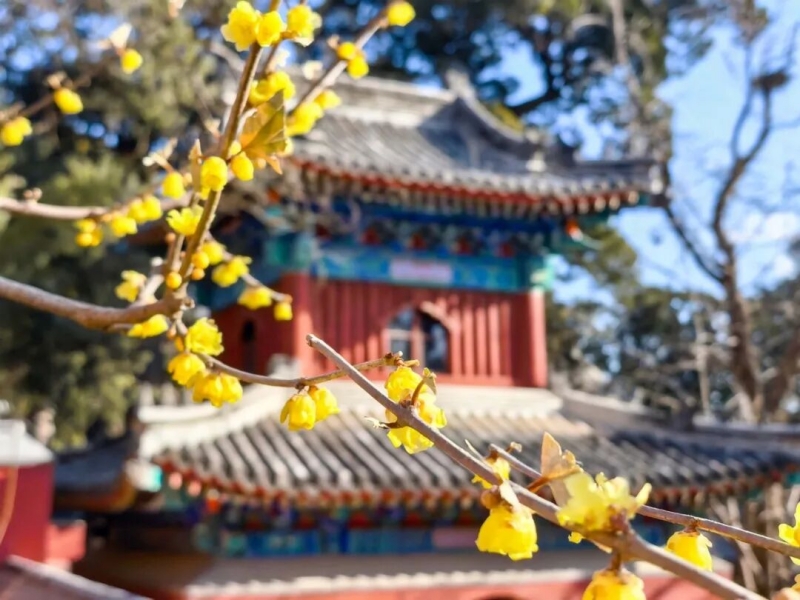 В парке Сяншань зацвели зимоцветы – наступил лучший период для любования цветами