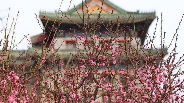 Цветок Сливы