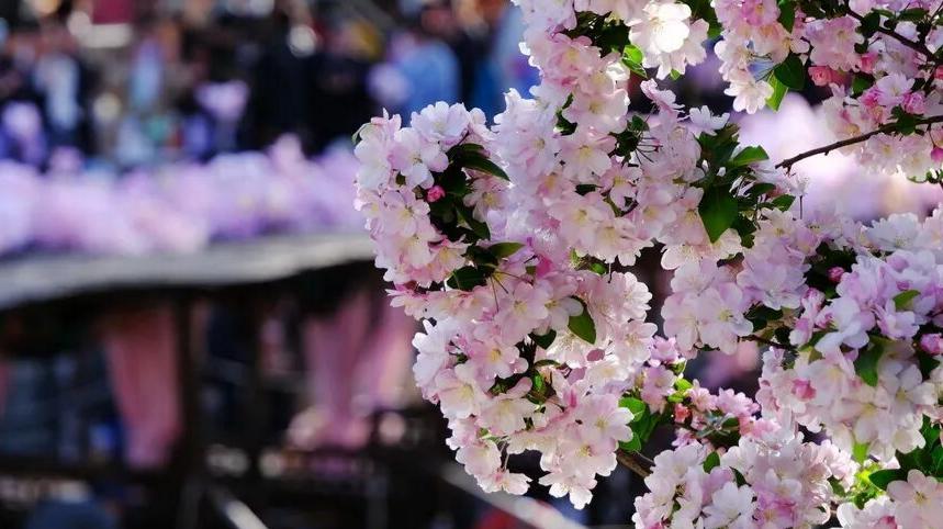 Flor de Manzano Silvestre