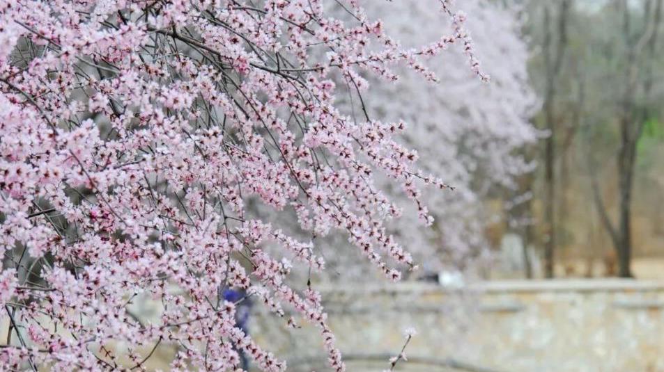 Flor de Durazno de Montaña