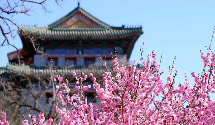 Ya han florecido las flores de ciruelo en Beijing, ¡venga a verlas!
