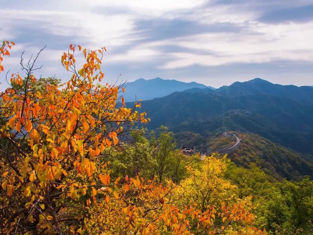 Recorre Mutianyu en otoño dorado: Descubra las alegrías y beneficios exclusivos de la Gran Muralla durante las vacaciones del Día Nacional