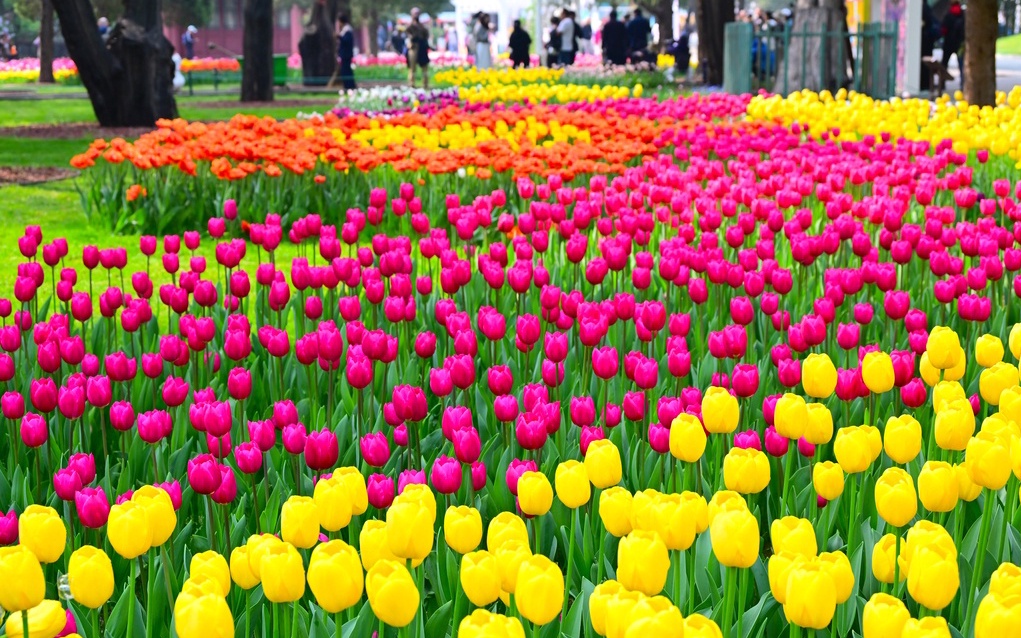 El 31º Festival Cultural de Flores de Primavera y Tulipanes se celebra en el Parque Zhongshan