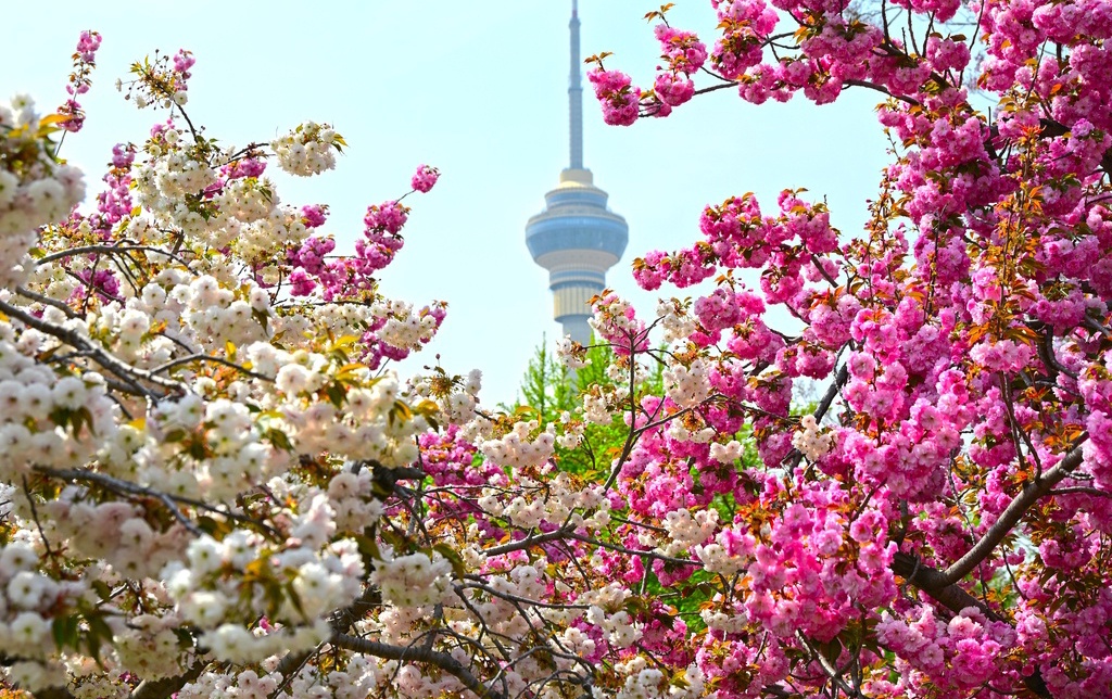 10 весенних маршрутов для любования цветами в Пекине