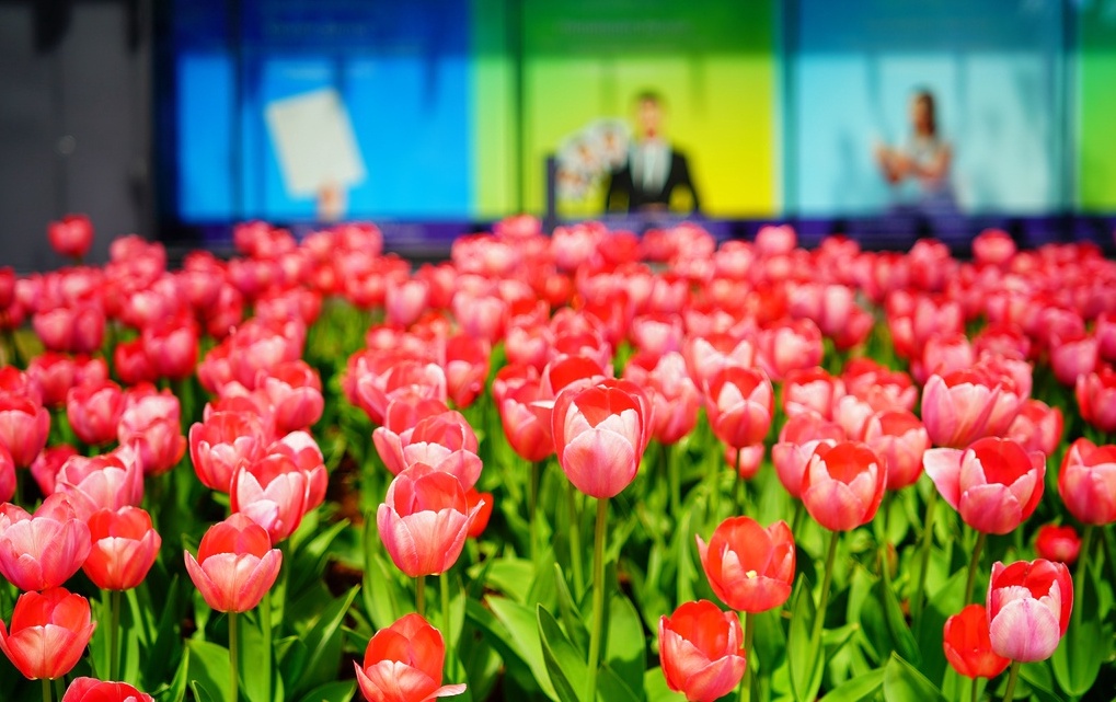 Пекинский фестиваль культуры тюльпанов 2026 года