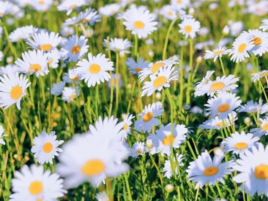 Flores de Verano: Lugares Estupendos para Apreciar las Flores en Beijing