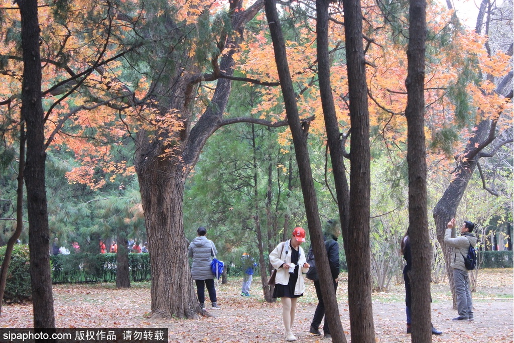 見頃迎えた北京のイチョウ並木