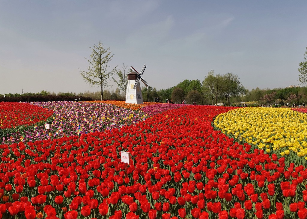 Un campo de tulipanes de 3.000 metros cuadrados en Beijing ha alcanzado su máxima floración