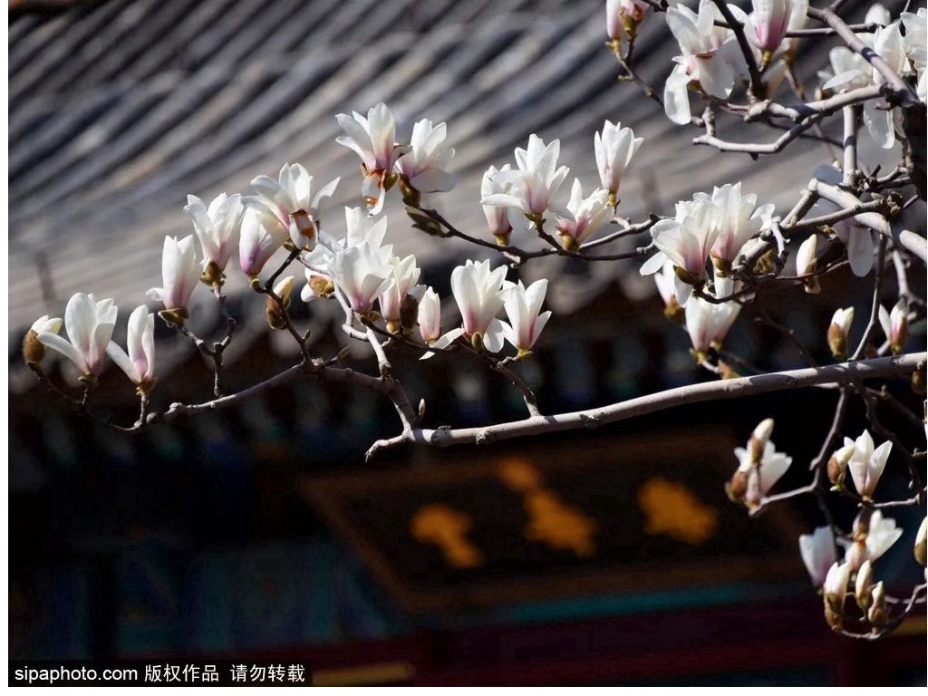 Early Spring Blossom | Magnolia