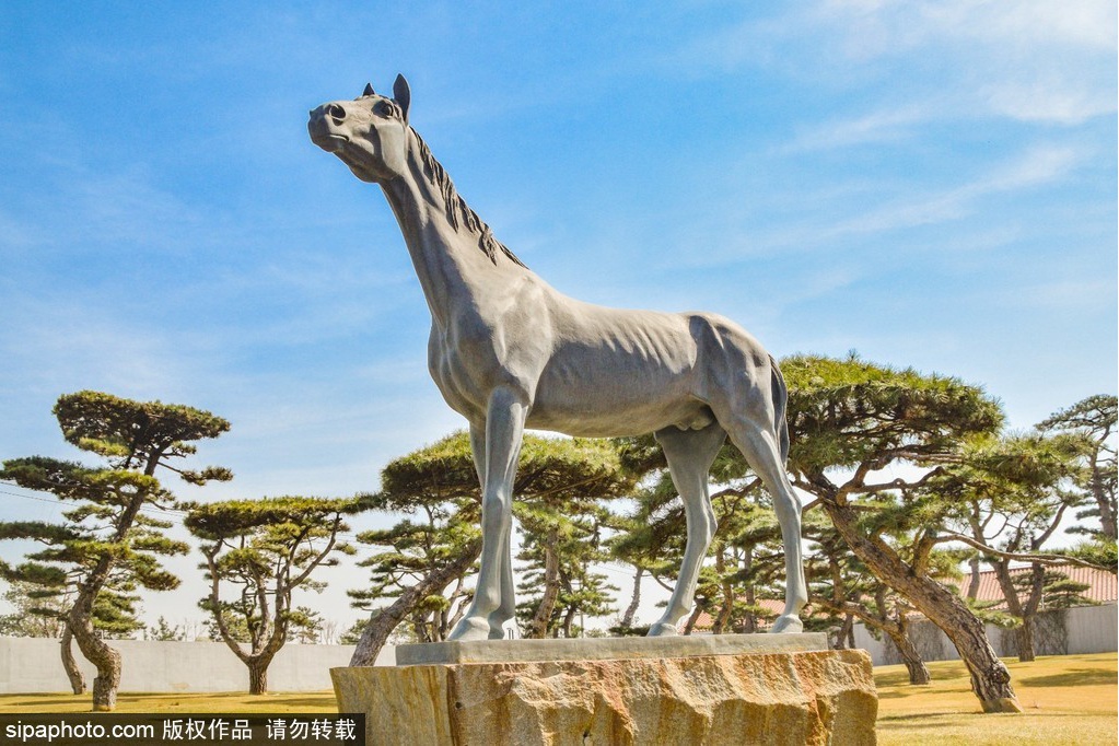 松の木 sd1_44948b981fb52df59a3cf41d06