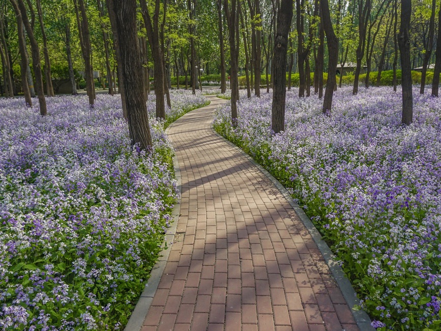 Florecen las "orquídeas de febrero" en el Parque Jiangfu
