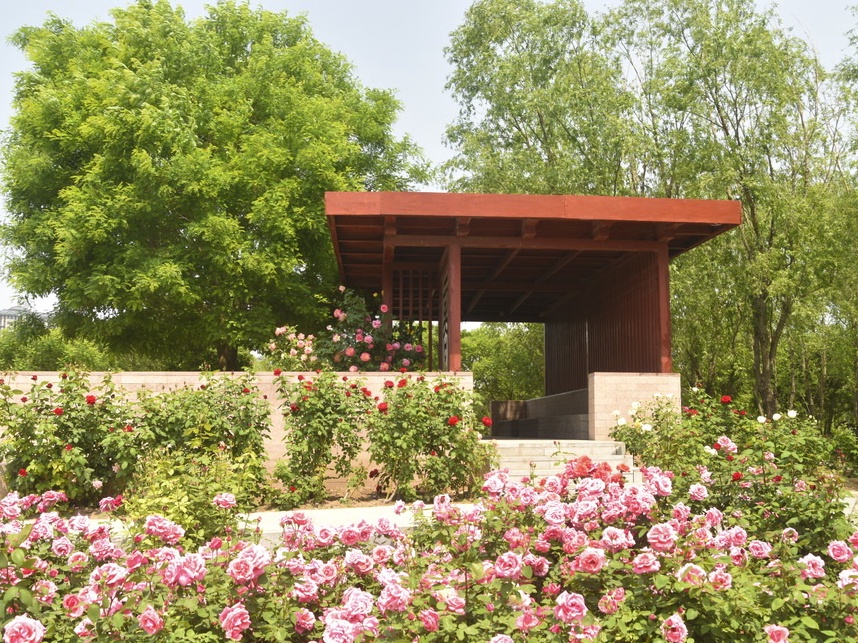 Rosa china, la flor emblemática de Beijing, entra en su mejor período de floración