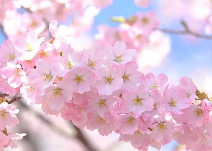 Venga a Beijing para Ver el Florecimiento Floral en Primavera: Flor de Cerezo
