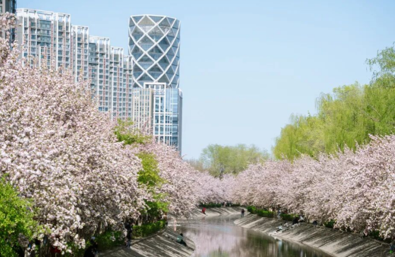 Фестиваль весенних цветов в Пекинском олимпийском лесопарке