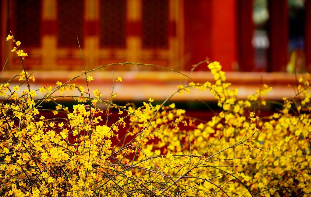 Aprecie los jazmines de invierno en Beijing