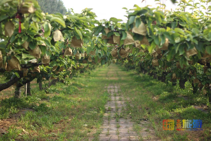 江西脐橙迎来丰收季：绿意盎然间的甜蜜希望