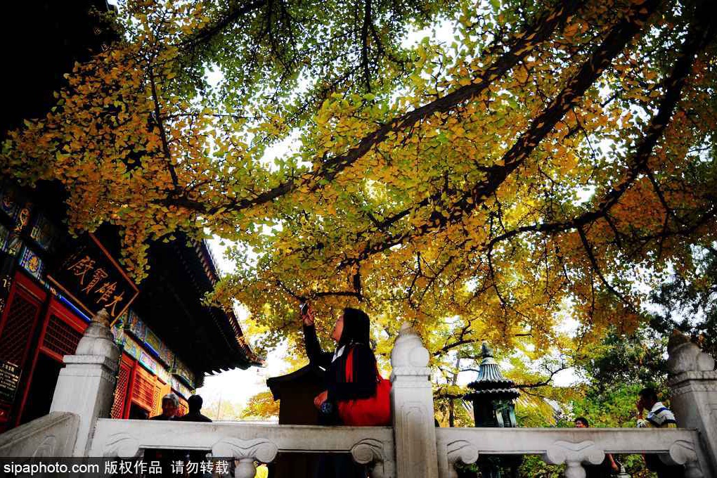 見頃迎えた北京のイチョウ並木