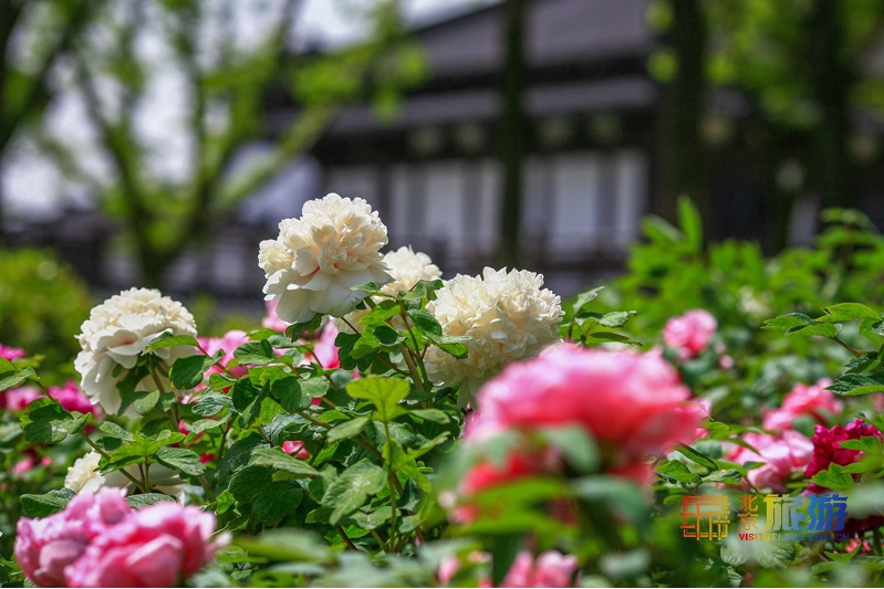 花の香が漂う北京を歩く旅：牡丹篇