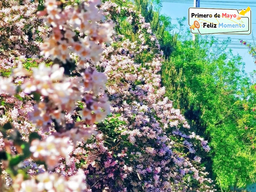 Primero de Mayo: Aprecie las hermosas flores Kolkwitzia Amabilis