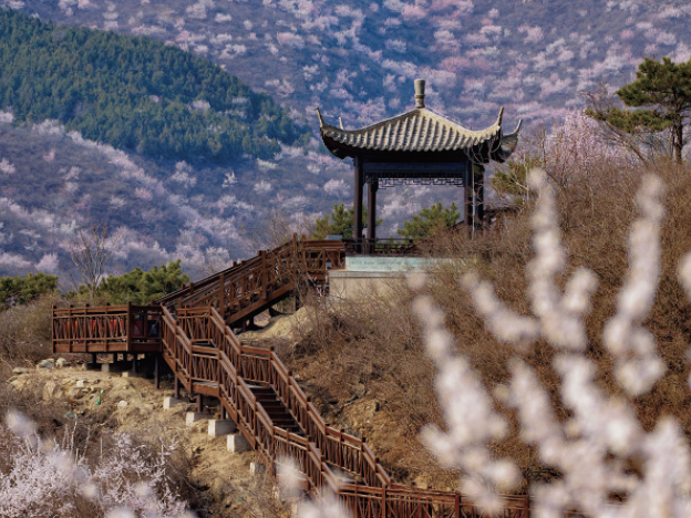 Camino de Tablones de Madera del Valle de Robles de Xiyu