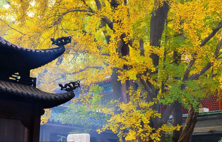 Visita el Parque Badachu para apreciar las hojas rojas