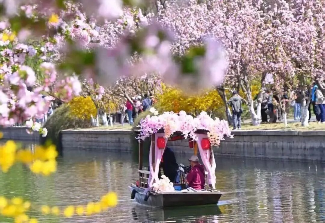 Aprecie las flores de manzano silvestre en el Parque de las Ruinas de la Muralla de la Ciudad Capital de la Dinastía Yuan