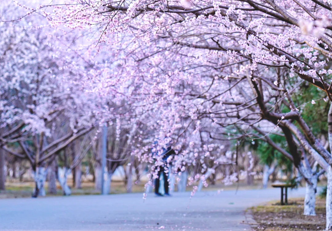 Se inauguró el Festival de Flores de Primavera del Parque Forestal Olímpico