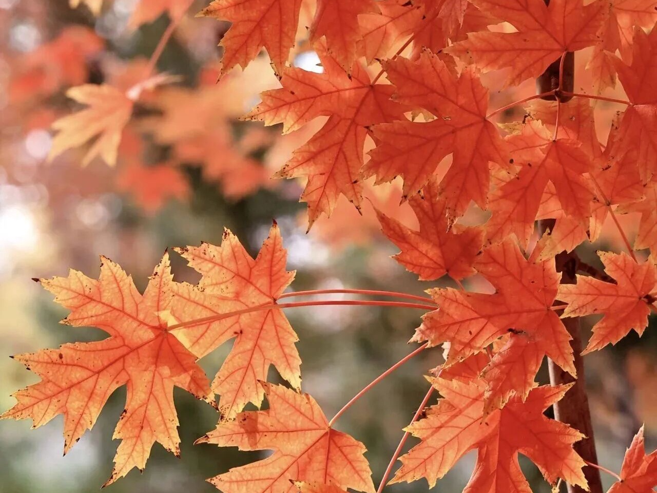 Visita el Parque Jiangfu para apreciar las hojas rojas