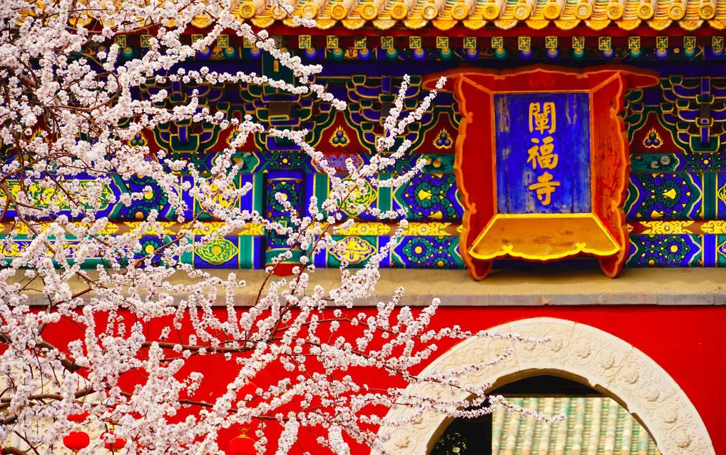 Прогноз цветения в Пекине: Персик Давида