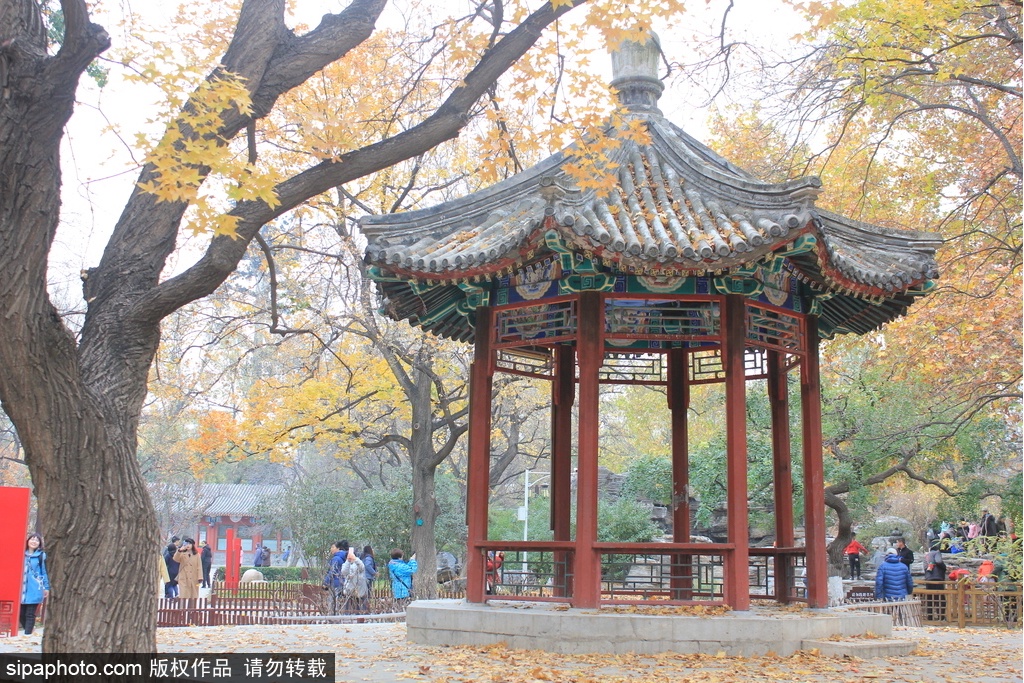 見頃迎えた北京のイチョウ並木