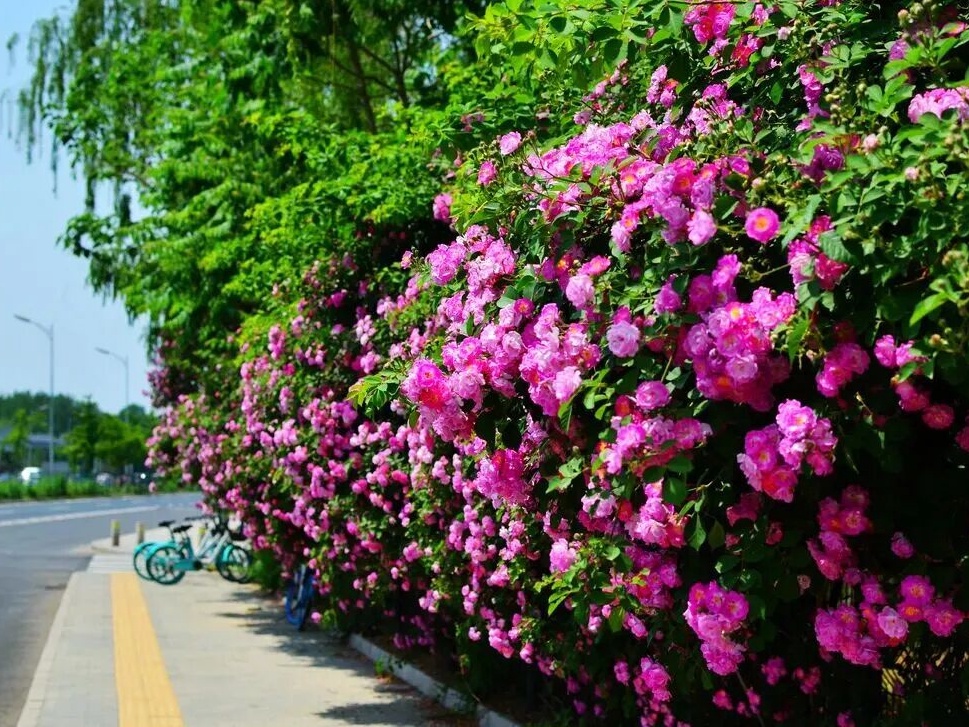 La rosa multiflora, la gran estrella del principio del verano en Beijing, hace su espectacular aparición y está en su mejor período de florecimiento
