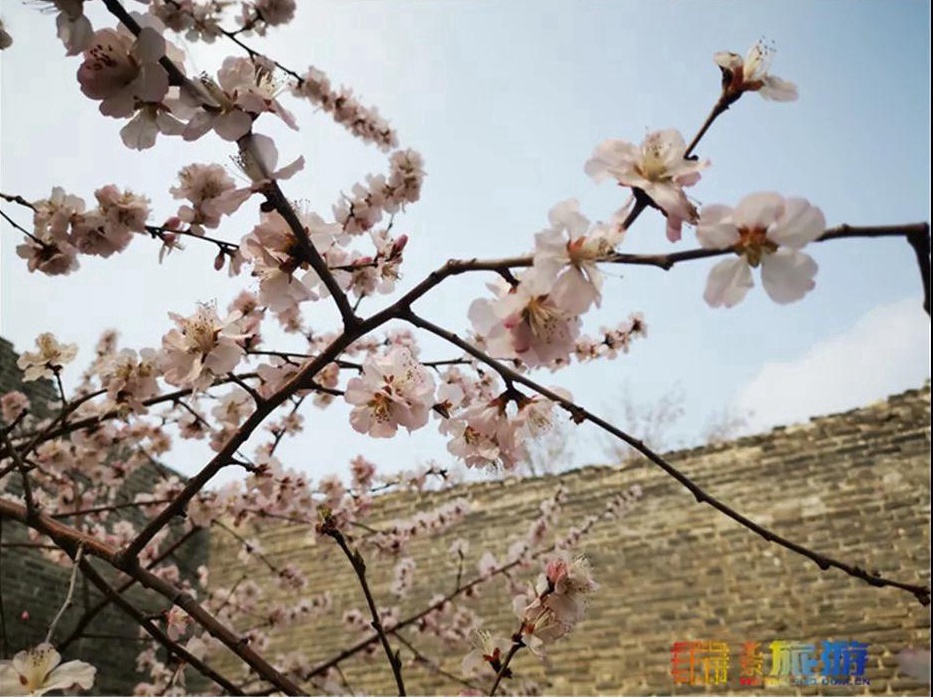 北京の桃の花が咲き乱れ、これらの場所でお花見をしよう！