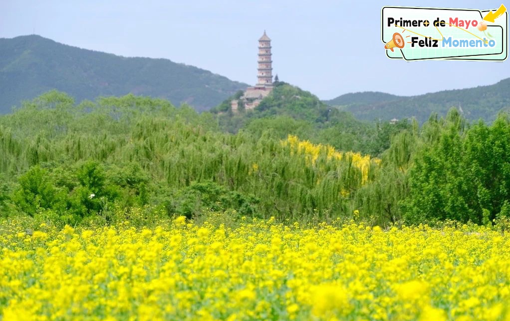 Primero de Mayo: Estos 6 románticos campos de colza en Beijing son muy hermosos, con poca gente y de entrada gratuita