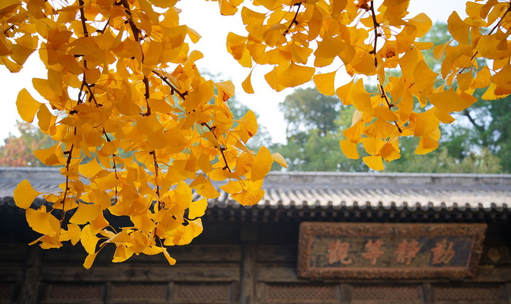 大觉寺银杏女王将迎颜值巅峰