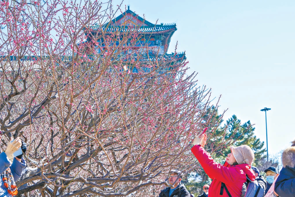 明城墙梅花节 逛好集瞰春光