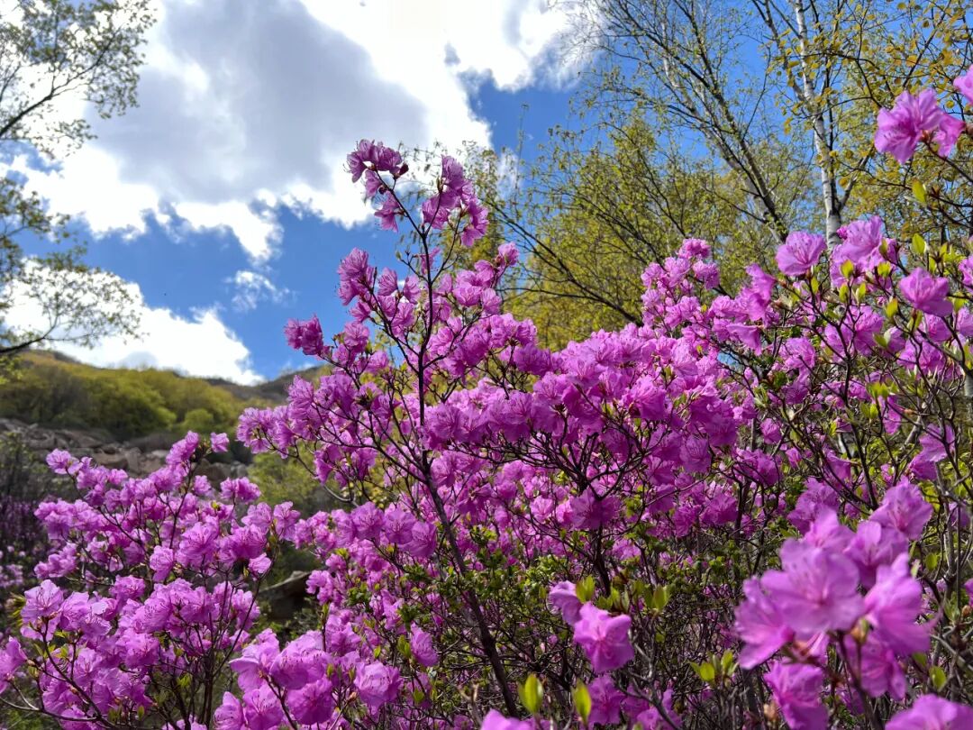 壮观！北京的高山杜鹃花开了，观赏期持续至“五一”假期