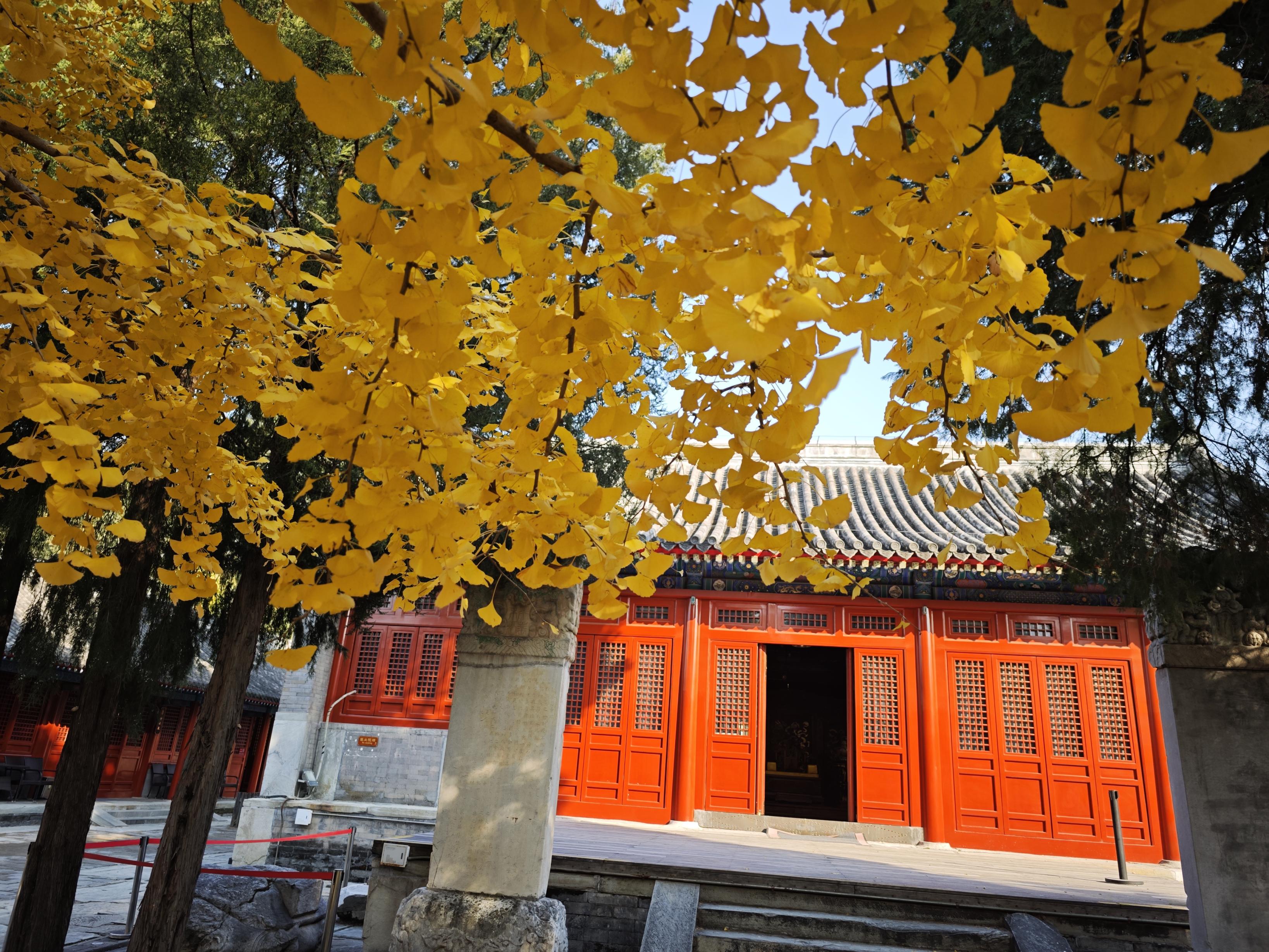 北京石景山承恩寺百年银杏进入最佳观赏期