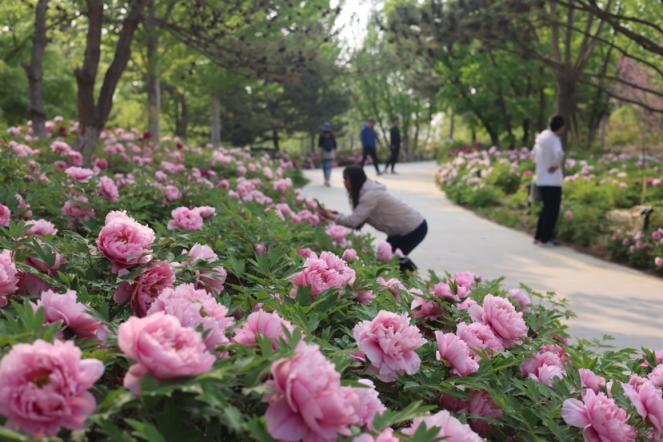 24 000 пионов в полном цвету в пекинском парке Мира, цветение продлится до середины мая