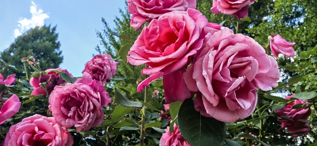 Beijing's city flower enters its best viewing period