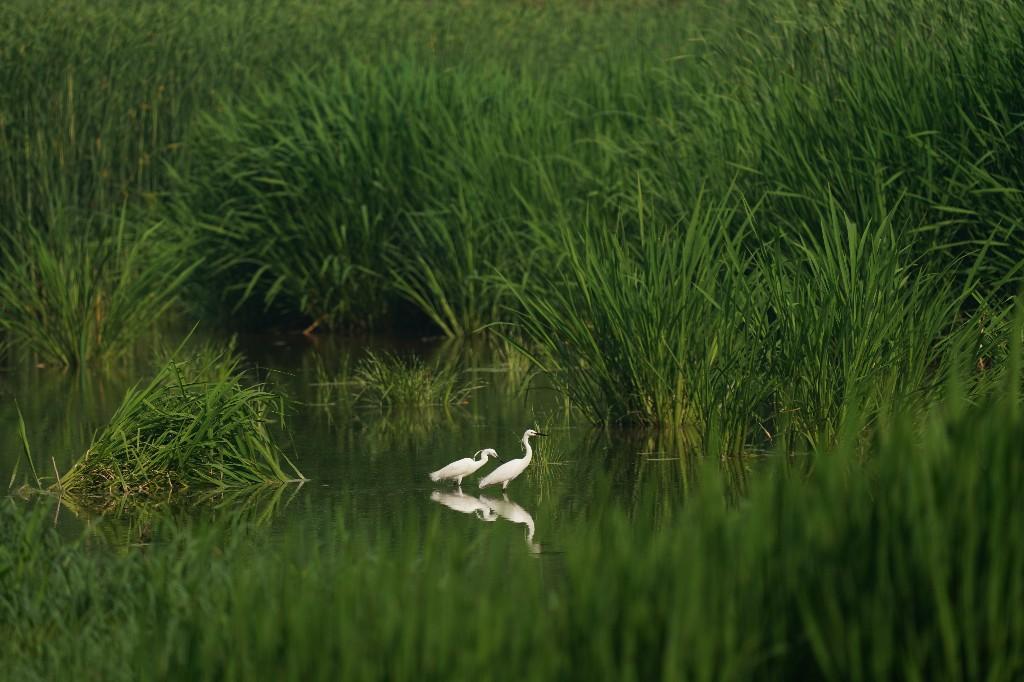 北京市通州区、毎年1万羽ほどの水鳥の越冬生息地に