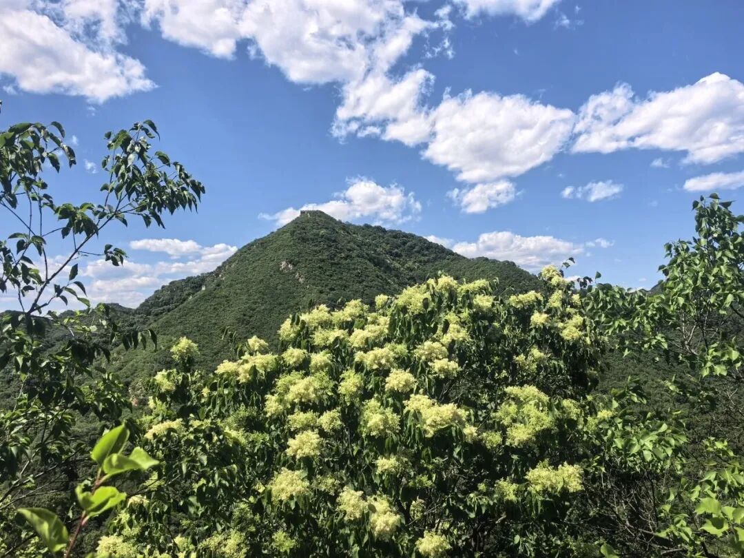 10万余株！6月邂逅长城脚下“香雪海”！北京新晋赏花“天花板”都在这儿了——